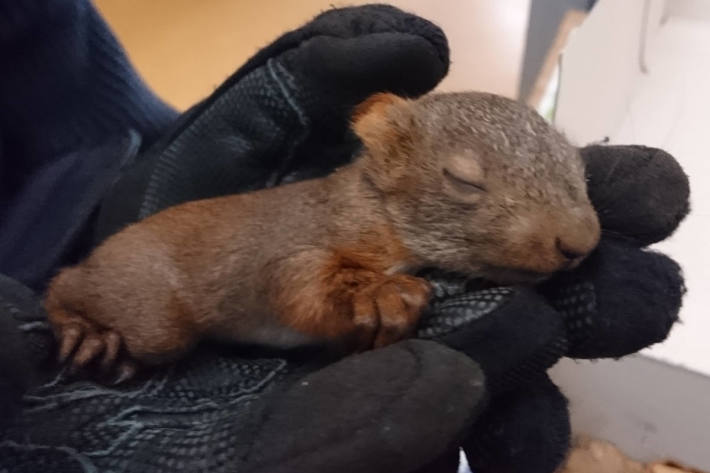 Eichhörnchen-Findelkinder gerettet in St. Ingbert