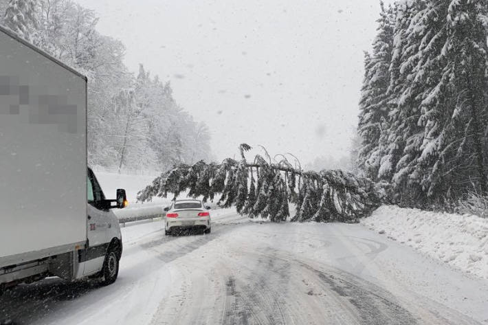 Baum auf der A3 bei Zürich auf die Fahrbahn gestürzt