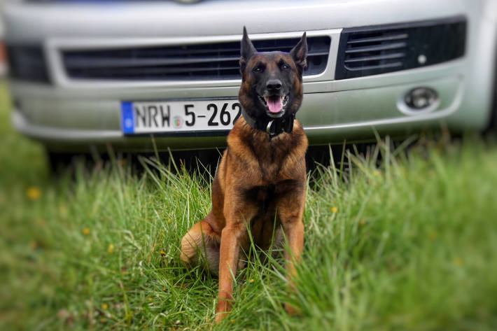 Diensthund "Horst" stellte den Einbrecher mit einem Biss.