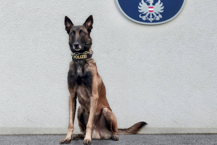 Diensthund Chase spürte den Einbrecher auf