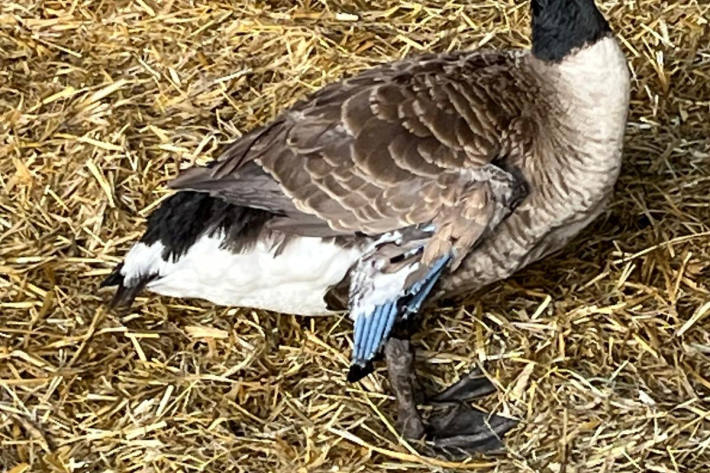 Aufgrund einer Federmissbildung war die Gans flugunfähig.