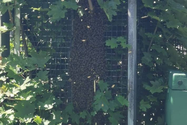 Bienenvolk am Gittermast 