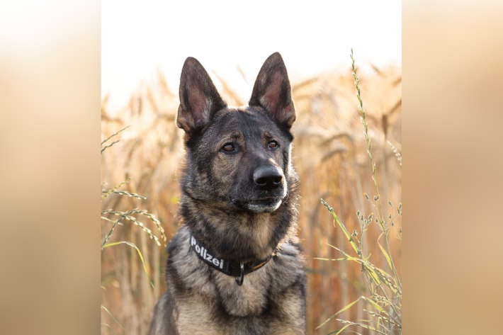 Diensthund Hank spürt mutmasslichen Einbrecher auf