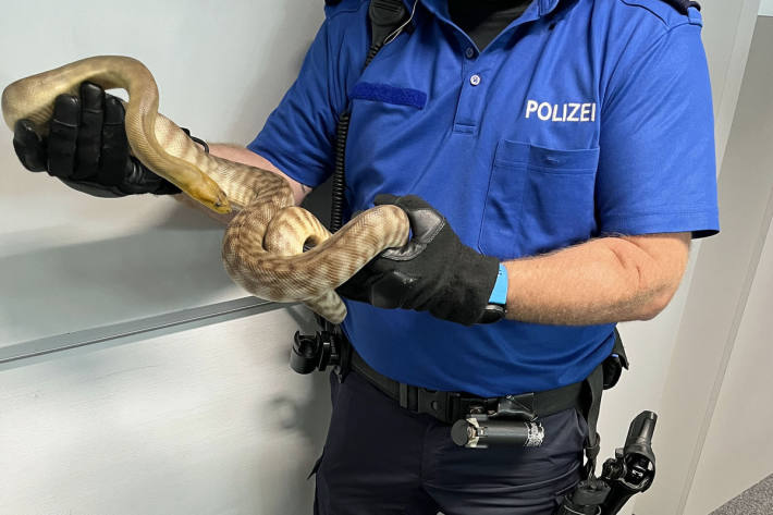 Die Schlange ist ungiftig 