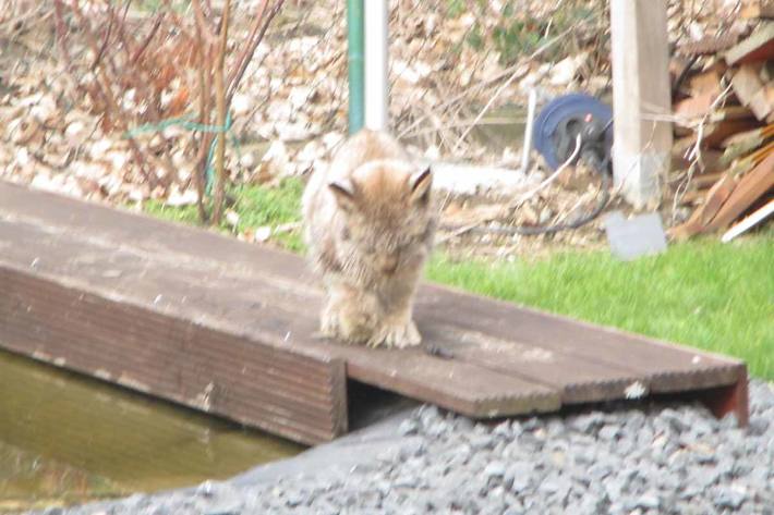 Gestern meldete eine Anwohnerin aus Herzog-Juliushütte, dass sich ein Luchs in ihrem Garten befinde