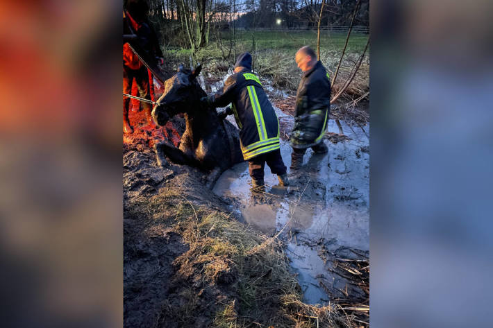 Pferd fast vollständig in Schlamm versunken