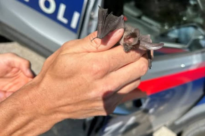 Die Fledermaus wurde sicher in die Freiheit entlassen.