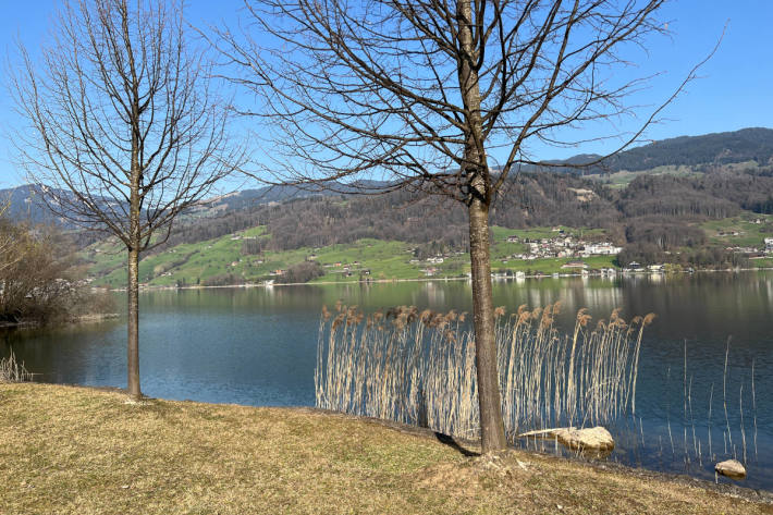 Unbekannte Personen schneiden am Seeweg Bäume an