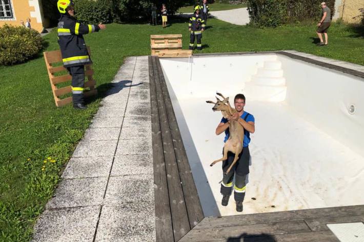 Das Tier konnte rasch und unverletzt aus dem Pool geborgen werden