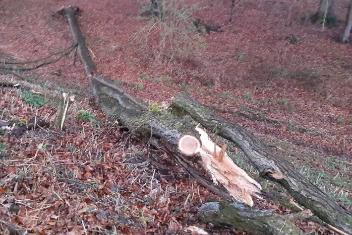 Baum nach Kollision mit Zug