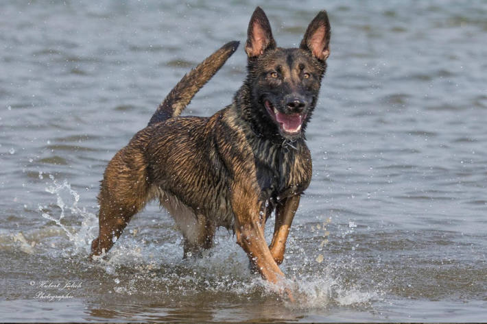 Diensthund Ciri in seiner Freizeit.