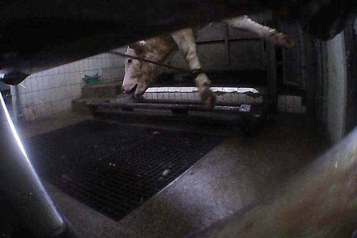 Recherchen beweisen, dass die Behörden schon seit fast 20 Jahren von Schächtungen in dem Betrieb wissen und immer wieder über diese Grausamkeiten in Selm informiert wurden