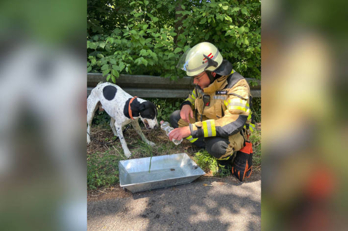 Feuerwehrmann versorgt Hund mit Wasser