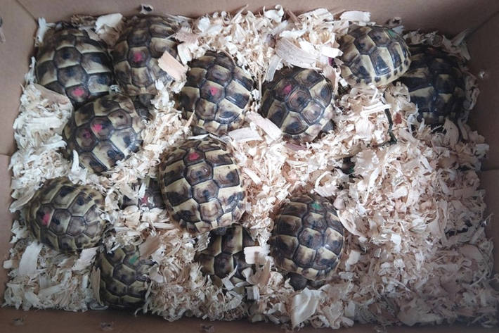 Die Jahreszeit ist aktuell zu kalt für einen tiergerechten Transport dieser Schildkröten.