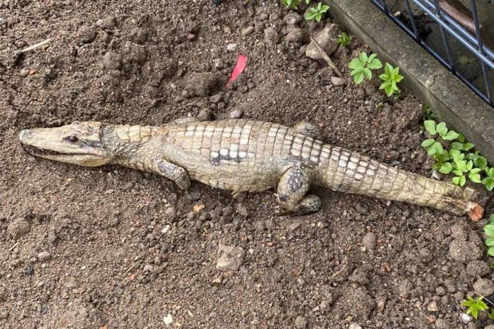 Ein totes Krokodil fanden Passanten in Schwenningen