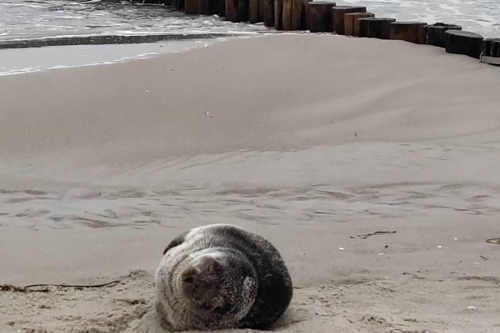 Kegelrobbe am Zingster Ostseestrand entdeckt