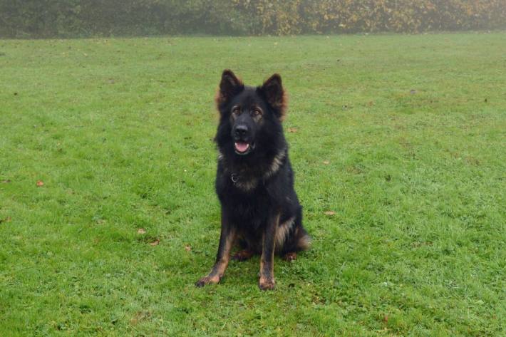 Polizeihund Fox von der Luzerner Polizei