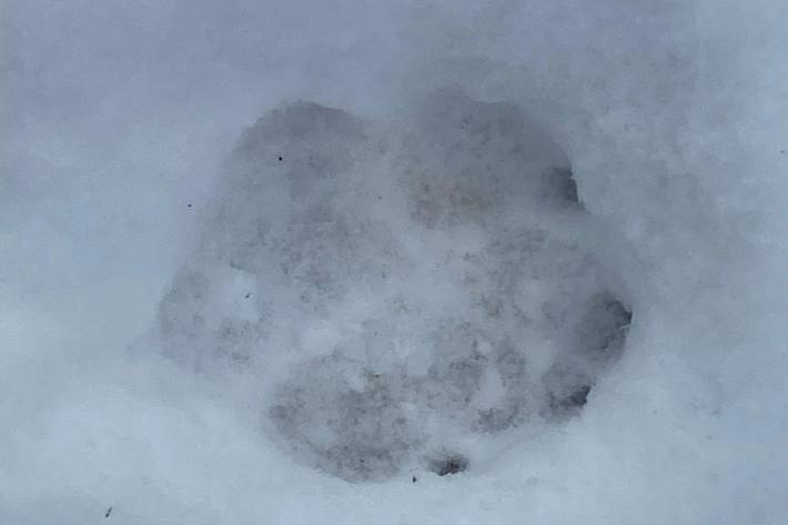 Wolfsspuren im Schnee