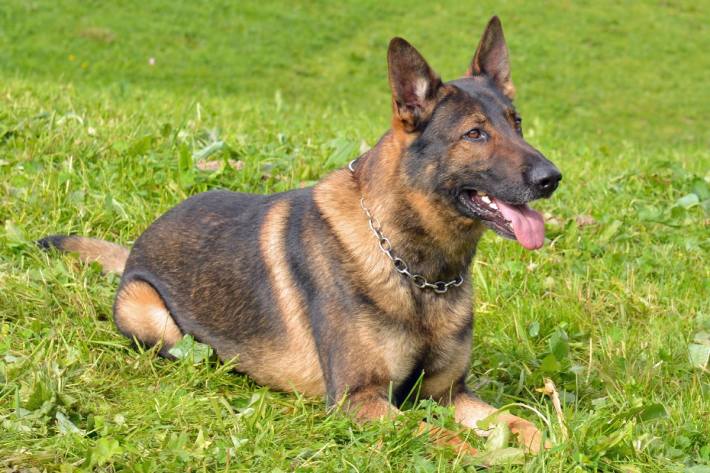 Erfolgreicher Fährtenhund Capo von der Luzerner Polizei. (Symbolbild)