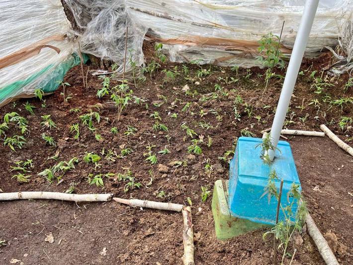 Polizei entdeckt illegale Cannabisplantage in Bergheim dank Hinweis auf verdächtiges Zelt im Wald.