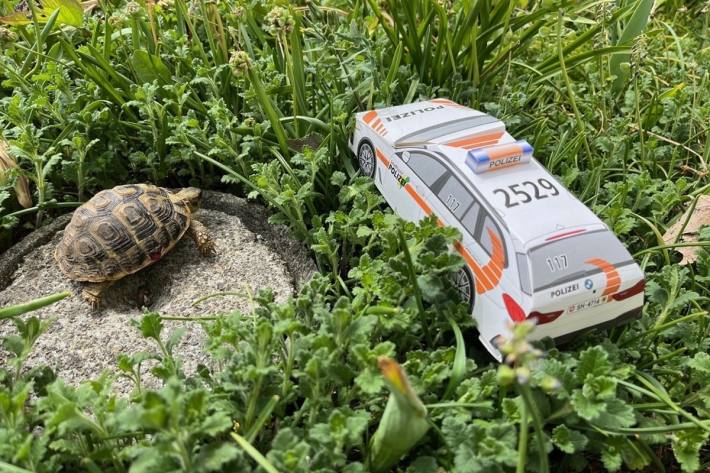 Die Maurische Landschildkröte gilt laut EU-Artenschutzverordnung als gefährdet