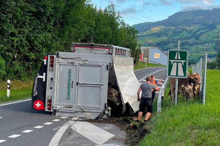 Anhänger eines beladenen Tiertransporters umgestürzt