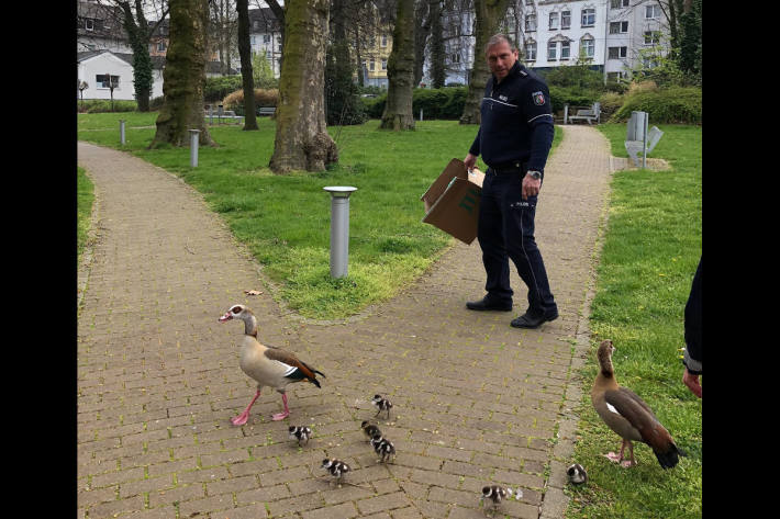 Entenfamilie in Bochum an ihrem Zielort