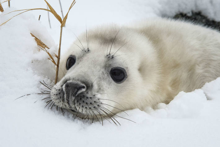 Robbenjunges auf einer schneebedeckten Ostseeinsel, Schweden