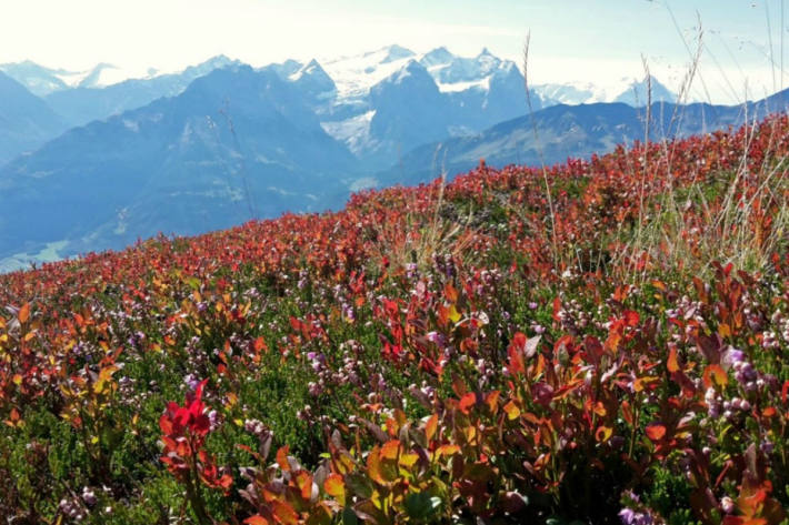 Die Heidelbeeren und Rauschbeeren verzauberten mit ihren rotgefärbten Blättern die Berglandschaft am Gibel (BE/OW) am 15. September 2019.