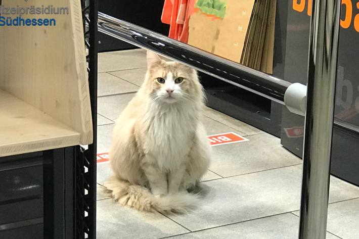 Kater "Einstein" hat den Alarm ausgelöst