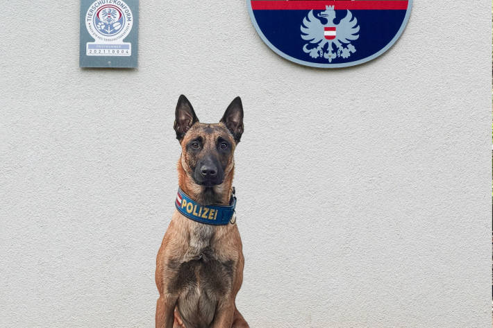 Polizeihund Maddox spürte das Messer der Täter auf.