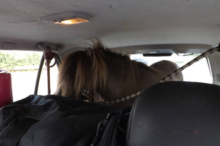 Shetland-Pony beim Transport in einem Opel.