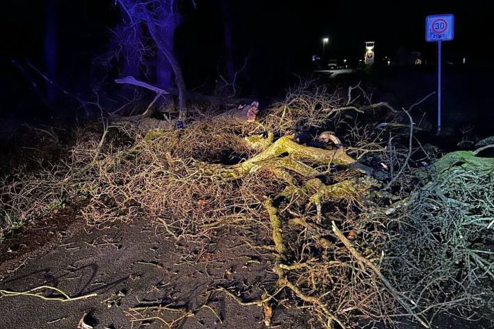 Der Baum konnte beseitigt werden