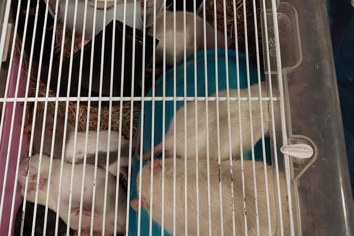 15 Ratten waren in dem Käfig eingepfercht.