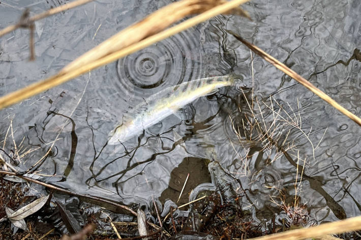 Fischsterben aufgrund einer Gewässerverunreinigung im Mühlekanal in Malters