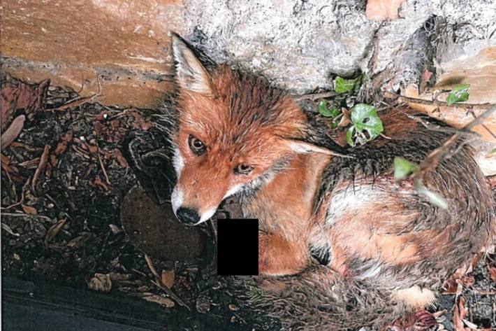 Der Fuchs wurde so verletzt, dass er von seinen Leiden erlöst werden musste