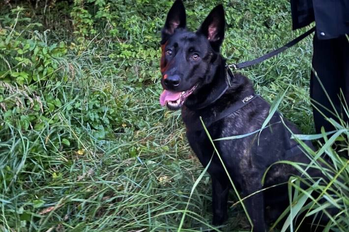 Polizeihund Cooper