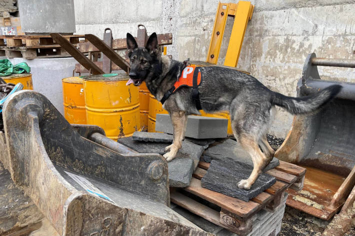 Hailey findet gestohlene Tresore