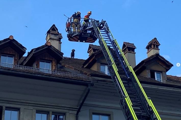 Schutz & Rettung Bern konnten das Tier vom Dach runterholen.