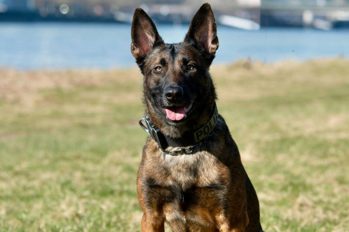Diensthund Ciri ist ein erfahrener Polizeihund.