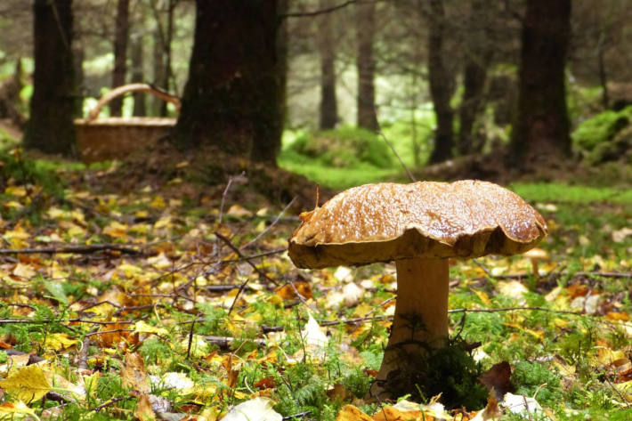 Frau beim Schwammerlsuchen in Trofaiach gestürzt und schwer verletzt (Symbolbild Pilz im Wald)