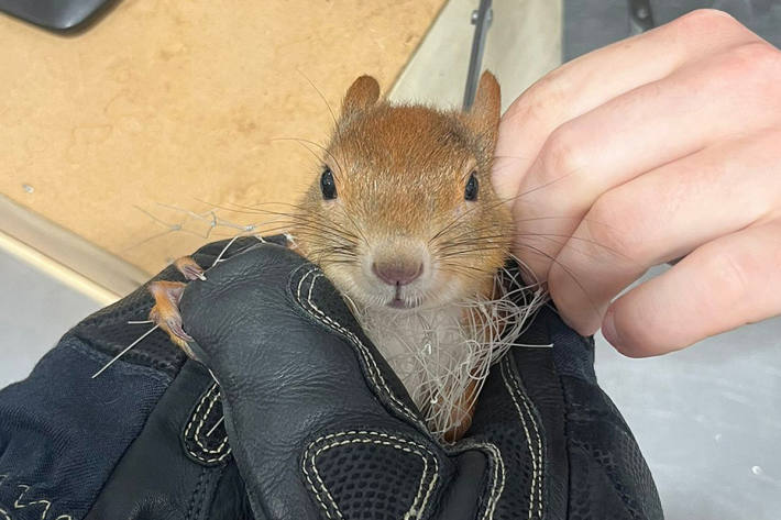 Das Tier wurde vorsichtig aus dem Netz geschnitten.