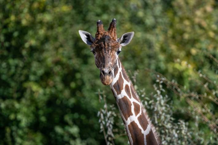 Funktionale Knubbel: Die zahlreichen «Beulen» im Gesicht sind typisch für Giraffenbullen. Sie heissen Exostosen und haben eine Schutzwirkung, wenn zwei Männchen gegeneinander kämpfen