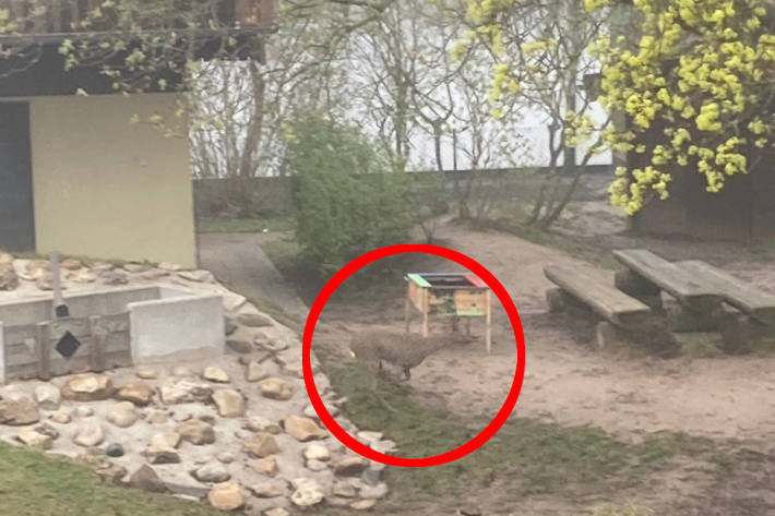 Rehbock im Stadtgebiet von Eschwege unterwegs