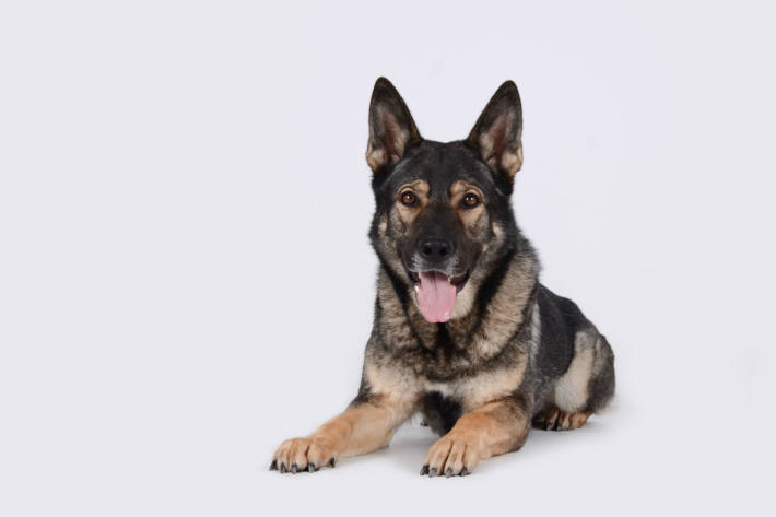 Gelsenkirchen – Polizeihund stellt Täter