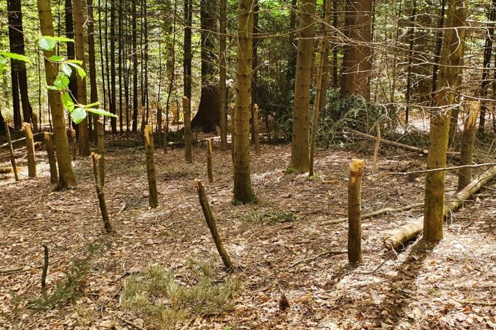 Im Wolfensbergwald bei Winterthur ZH wurden Bäume mutwillig abgehackt.