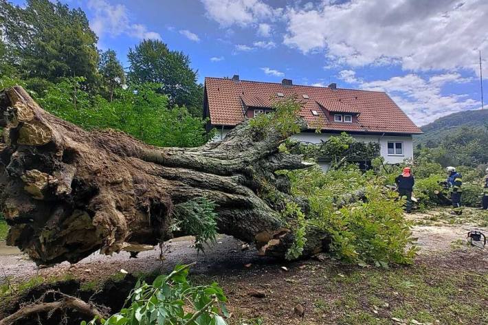 Eine starke Windböe brachte den Baum zu Fall