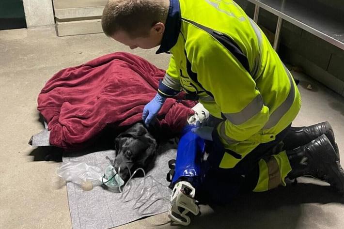 Der Hund war in einem kritischen Zustand