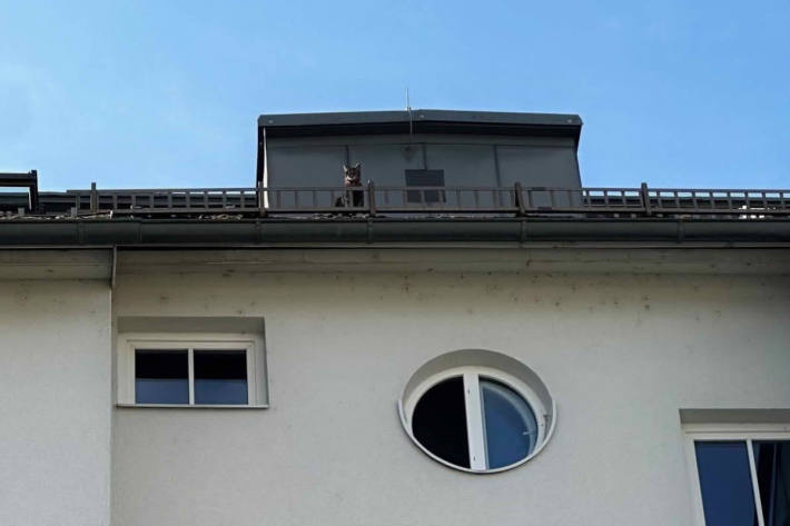 Der 2-jährige Kater war aus dem Dachgeschossfenster geklettert.