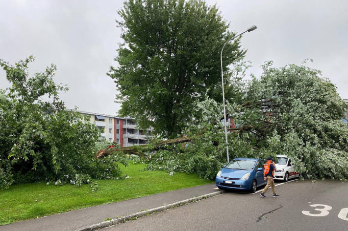 Baum stürzt auf Spielplatz und Autos in Zug